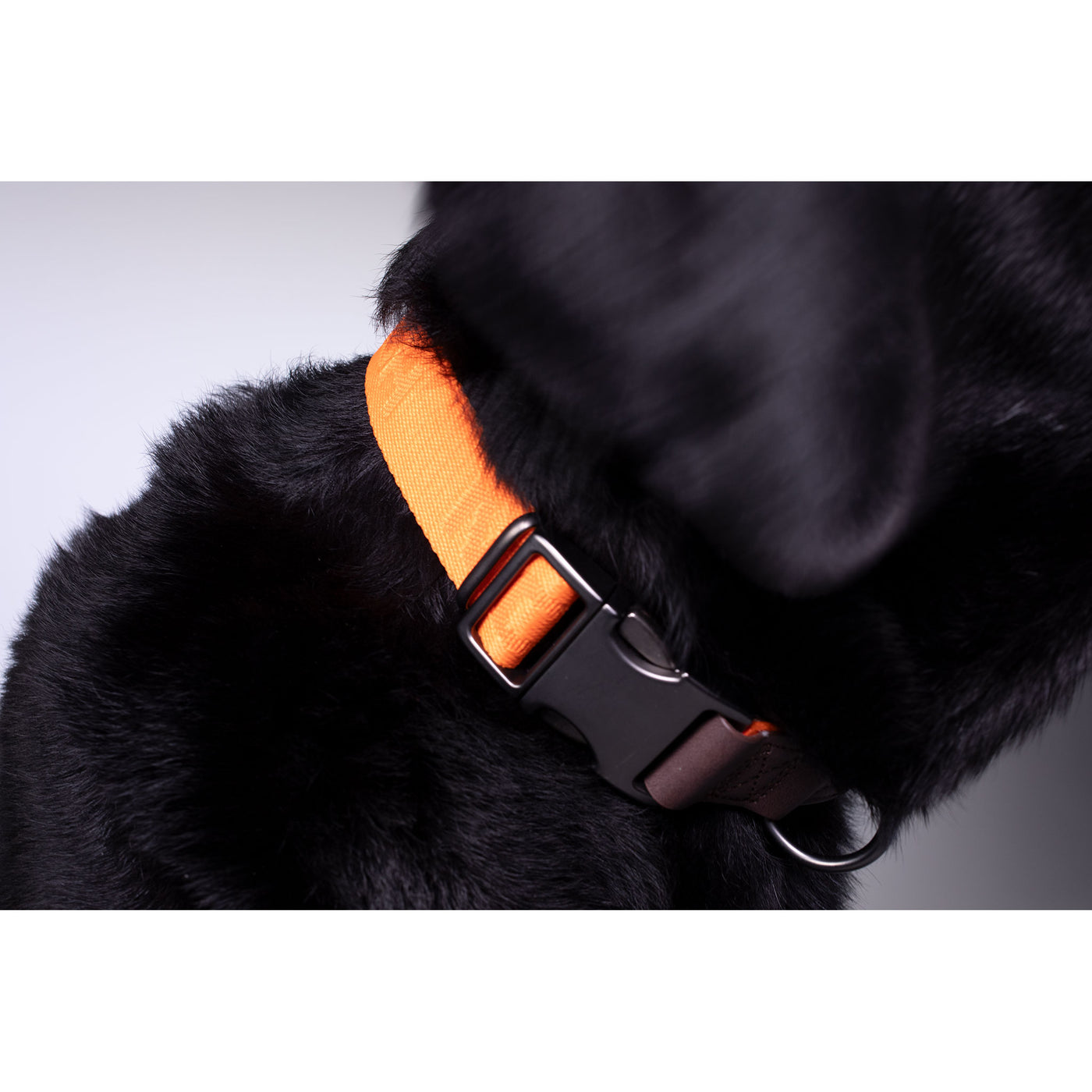 Adjustable Dog Collar