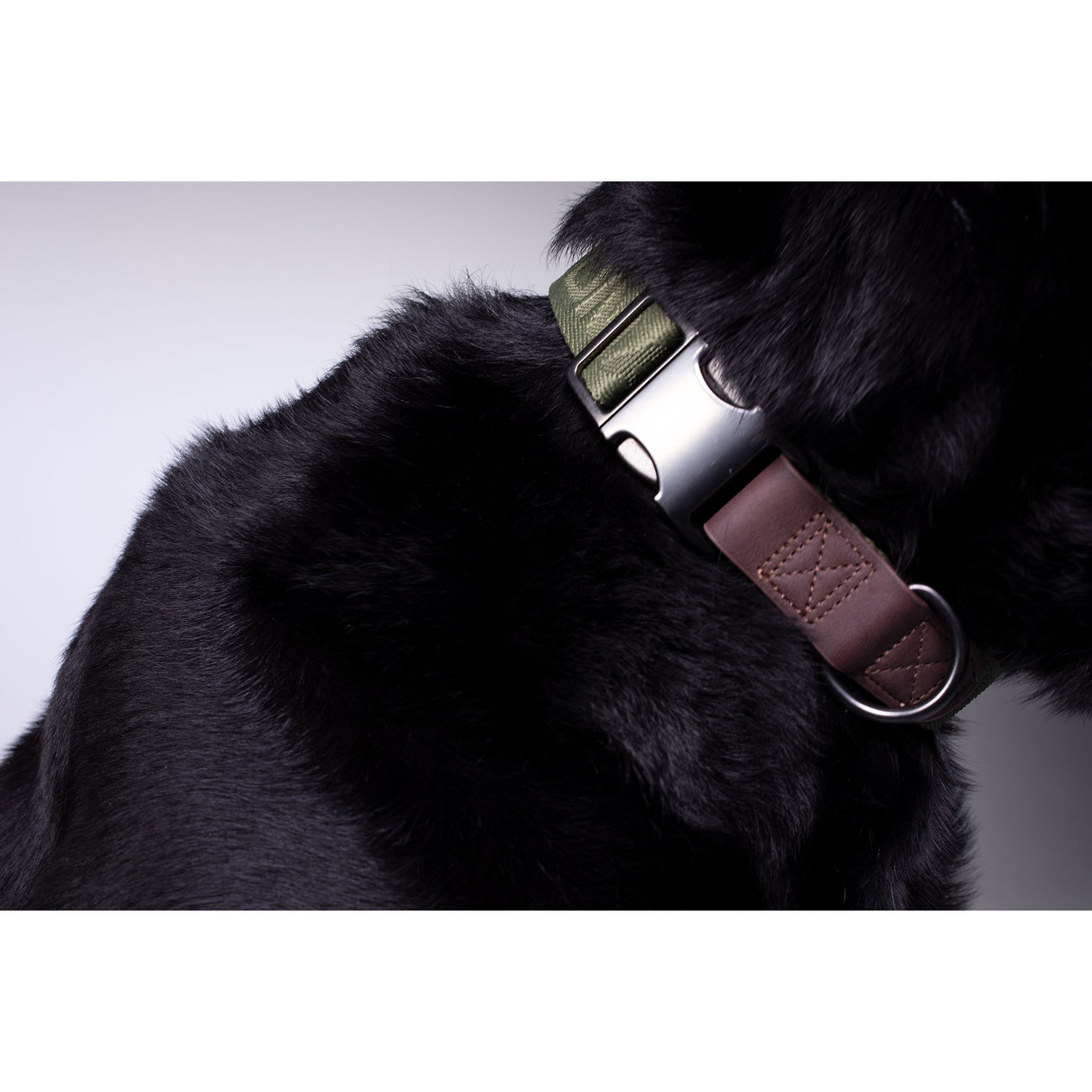 Adjustable Dog Collar