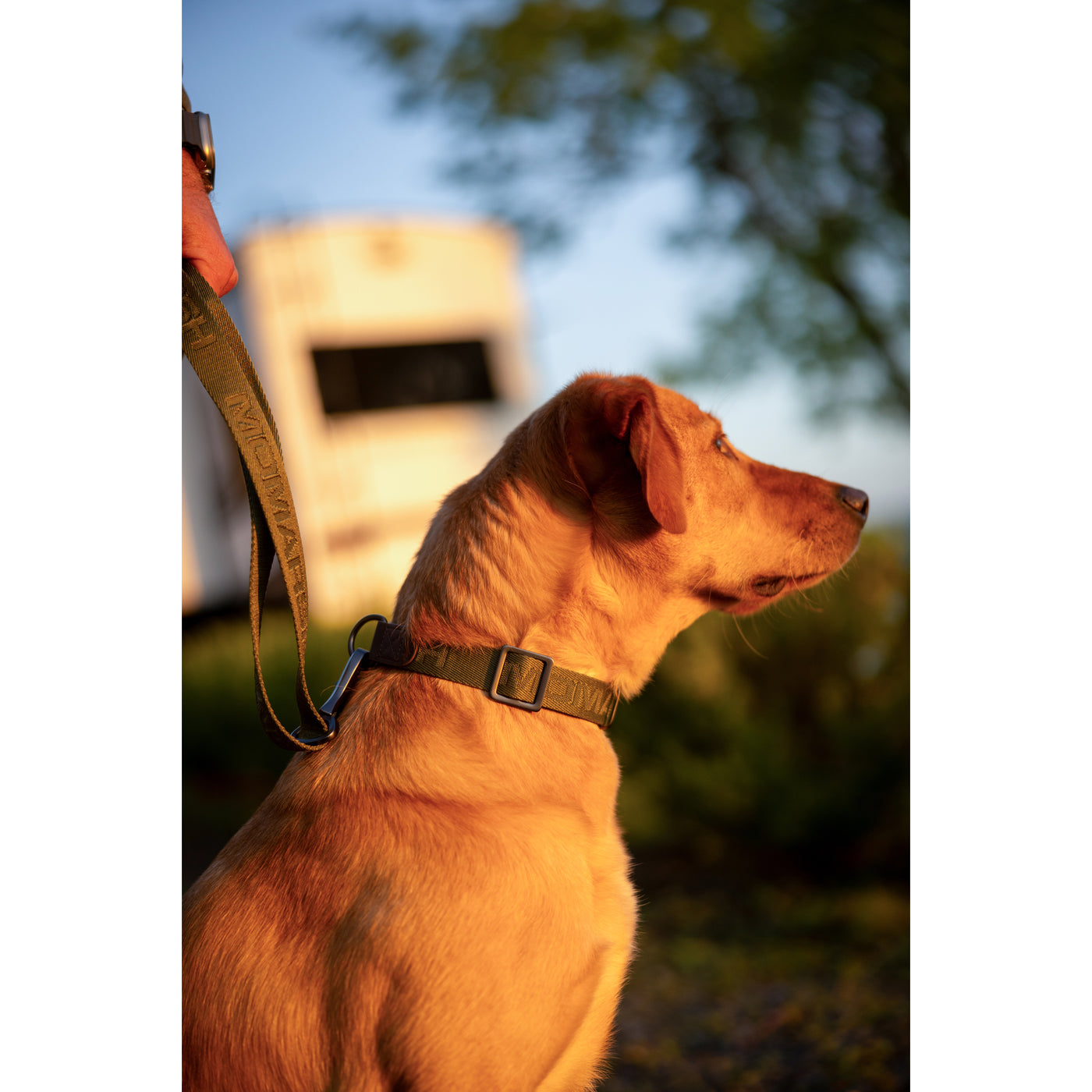 Adjustable Dog Collar