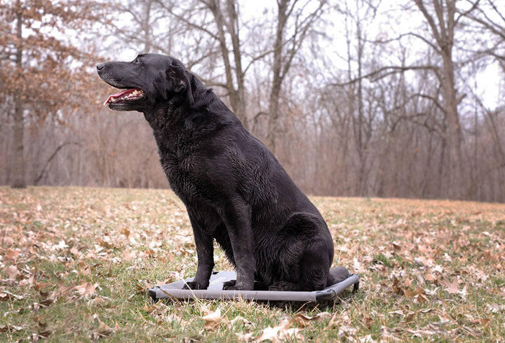 Momarsh kennel pad top